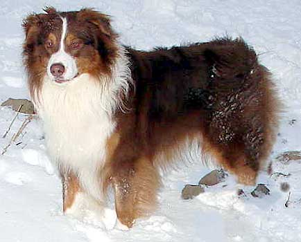 PL CH Juretts Northland Bound