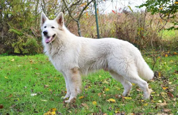 CH.PL.V1, CAC, CACIB, BOS, BOB HRABIA of White Finess