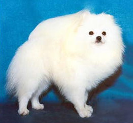 Stolanne's Jacfrost of Mustang