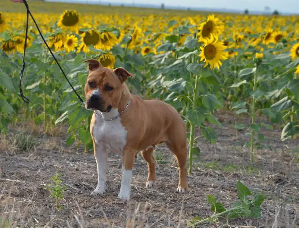 CH Red Warrior Diva at Michl R