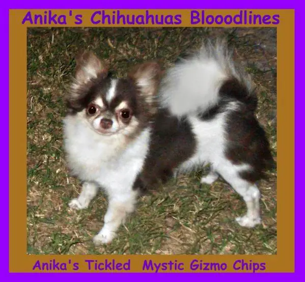 Anika's Tickled Mystic Gizmo Chips