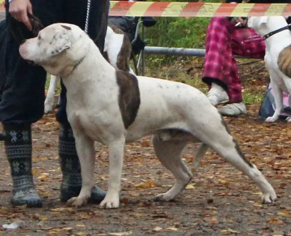 Snow White's Jack The Ripper