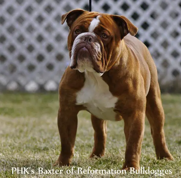 PHK's Baxter of Reformation Bulldogges