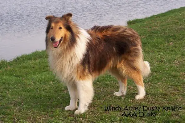 N/E Windy Acres Dusky Knight