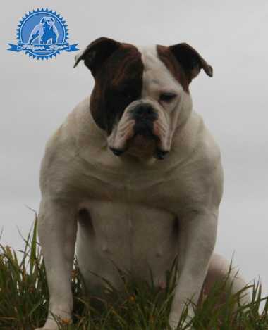 TelegroRiver's Pepsi of Mbk