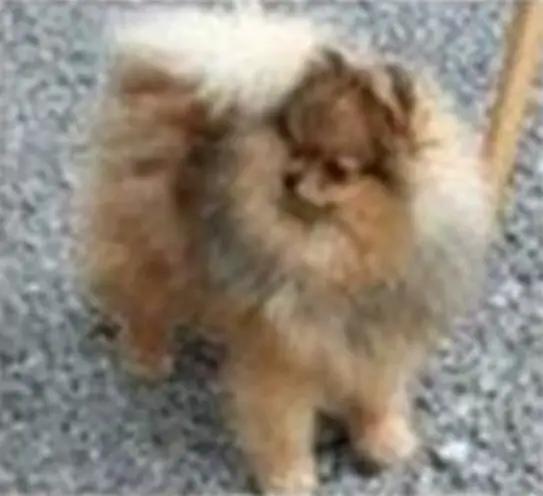 Jan-Shars Shooting Star