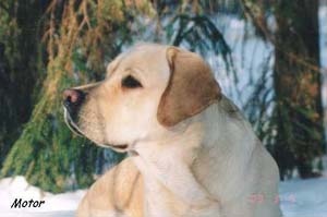 RUS CH White Wing American Spirit