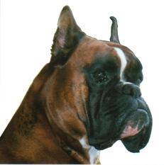 Ike Von Reichersberg