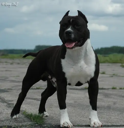 CACIB, BOB X 2, BIS Gang-Staff Bullet Proof