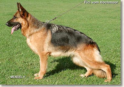 V1 SG56 (BSZS 1999) Fici vom Hochmoor