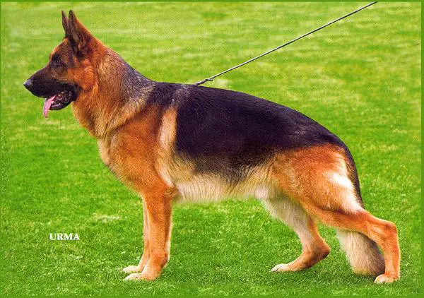 VA7 Marko della Valcuvia