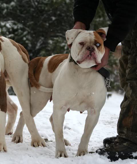 Most Wanted Bullies Rosie