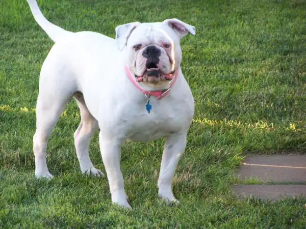 Copeland's White Liar of MWAB aka Miley