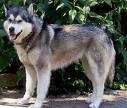 CACIB, W-98 Initqenu Angie