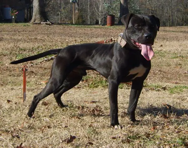 Konfederate's Blackjack of FON