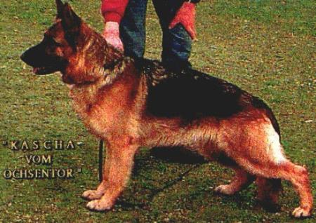 V Kascha vom Ochsentor