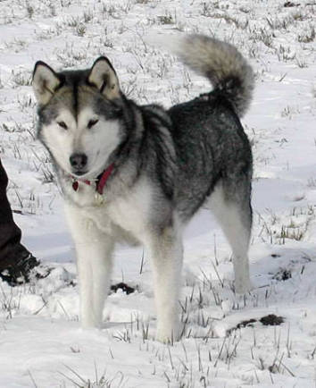 Do Whisper My Name of Kiyara's Wolf Pak