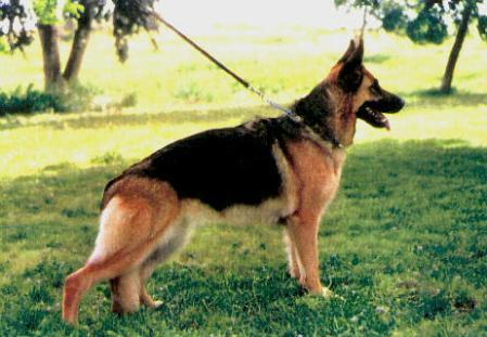 SG Dixie vom Lundborg-Land