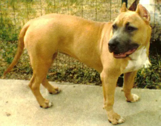 Noble II