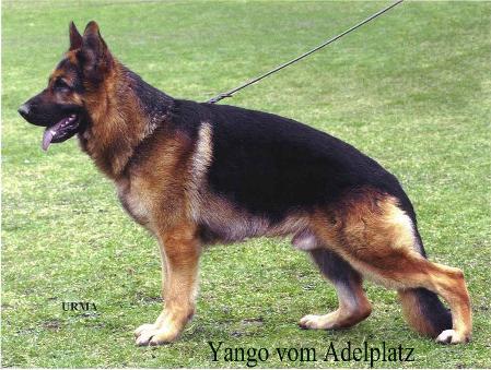 VA1(F) VA(FR+IT) V27 Yango vom Adelplatz