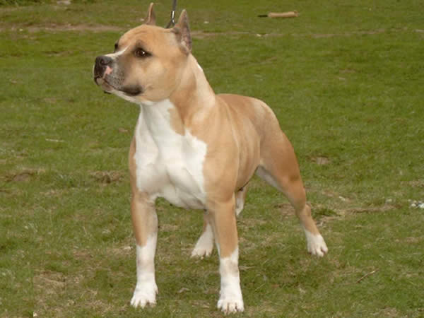 Power Brother Kentucky