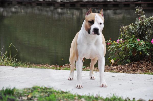 GCH Gaff Cedarbar Hurricane Force