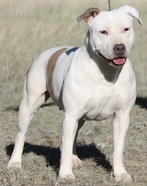 Gaff-Cedarbar's Snow Angel