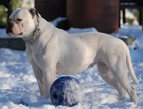 Ostergard's Tiza of Big Block Bullies