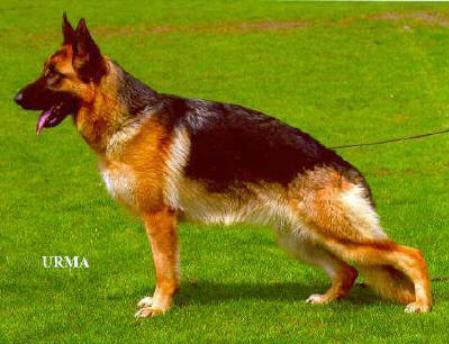 V Alyssa vom Schloss Runding