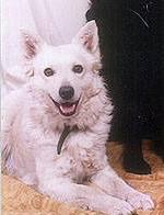 HCH BK.HCH Hunnorum Árvácska