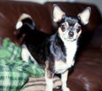 CH MUSTAN RUHTINAAN IGOR