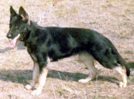 V Királyhidi Démon