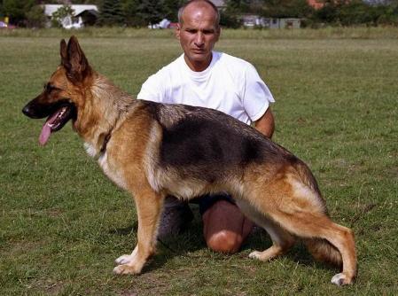 V (YU) Ursa Aureus Mons