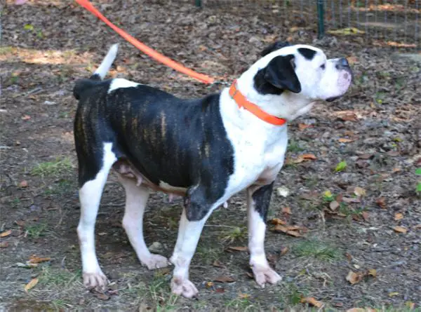 Hickory Hollow's Ibe