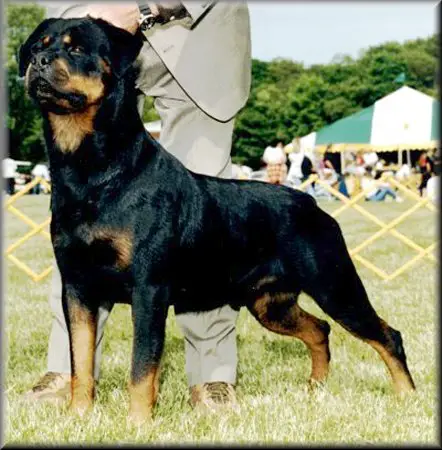 Krikarott JOCKEY Vom Blackriesen