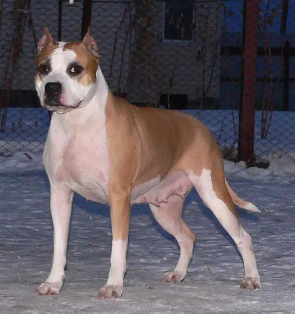 ZOLOTOI ANGEL HRANITEL ZEMFIRA