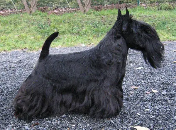 CH CZ/SK Sven of Charlie's Dog