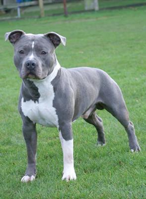 CH King (Ozzy) NHSB 2484863