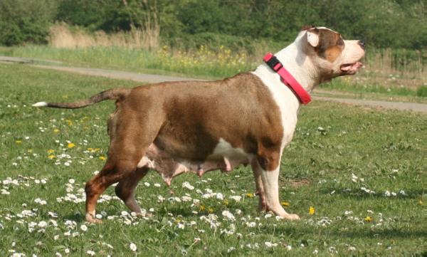 buba z wislanego portu