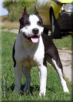 CH SRB Black Elegant Nrf