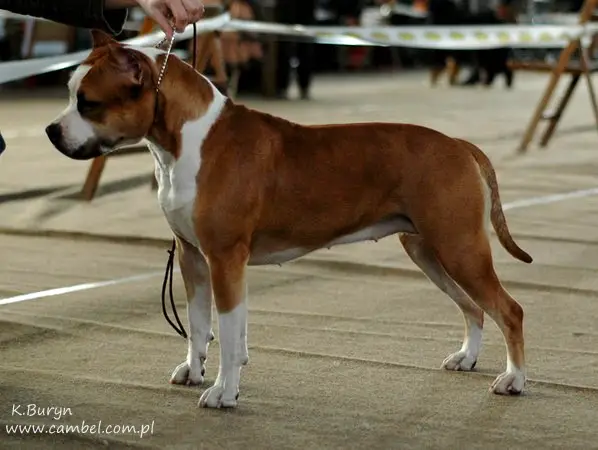 INT CH.MULTI CH. BORN TO BE HAPPY Canossa