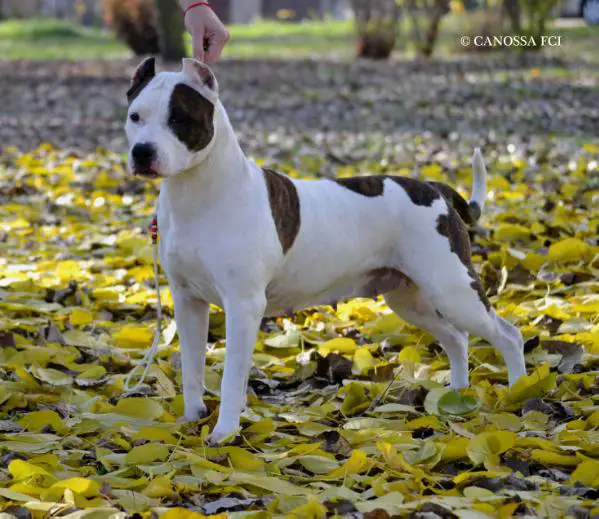 CH-PL ADELAJDA BIACCA Canossa