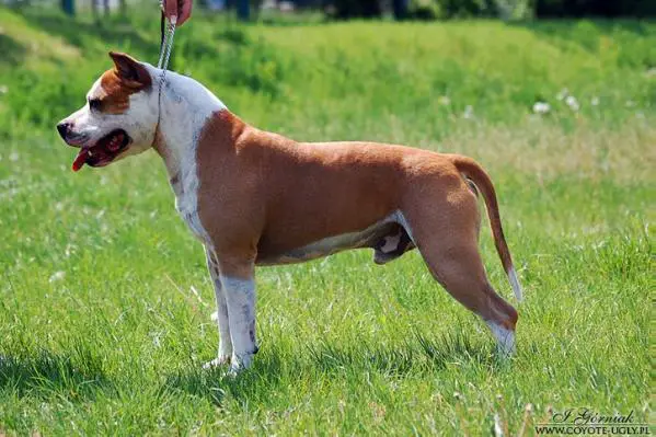 INT CH. MULTI CH. KENTUCKY JACK z Grabskiego