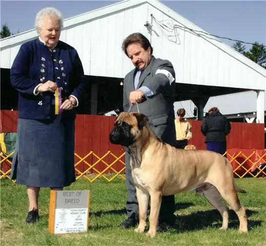 BISS CH Banstock Bruno of the NorthEast