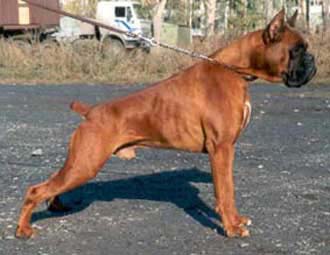 RUS CH Ettore dell Nettuno