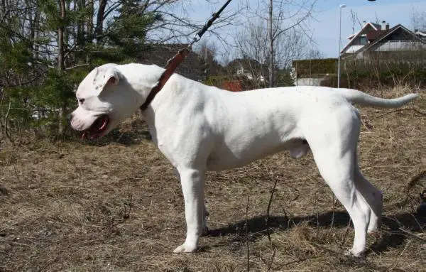 CCBulls Dumle