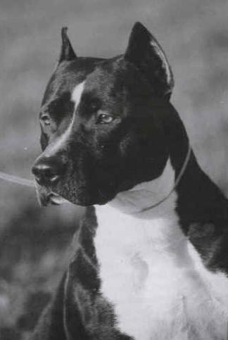 Chasqui Blue Star's Angel