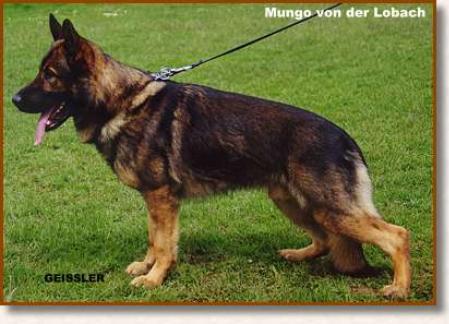 Mungo von der Lobach
