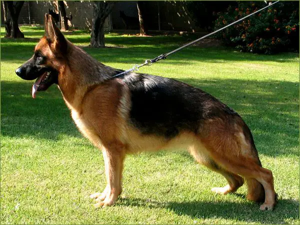 V(BSZS) Tosca Fixfrutta