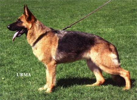 VA7(NOR) Tirza av Thorarinn